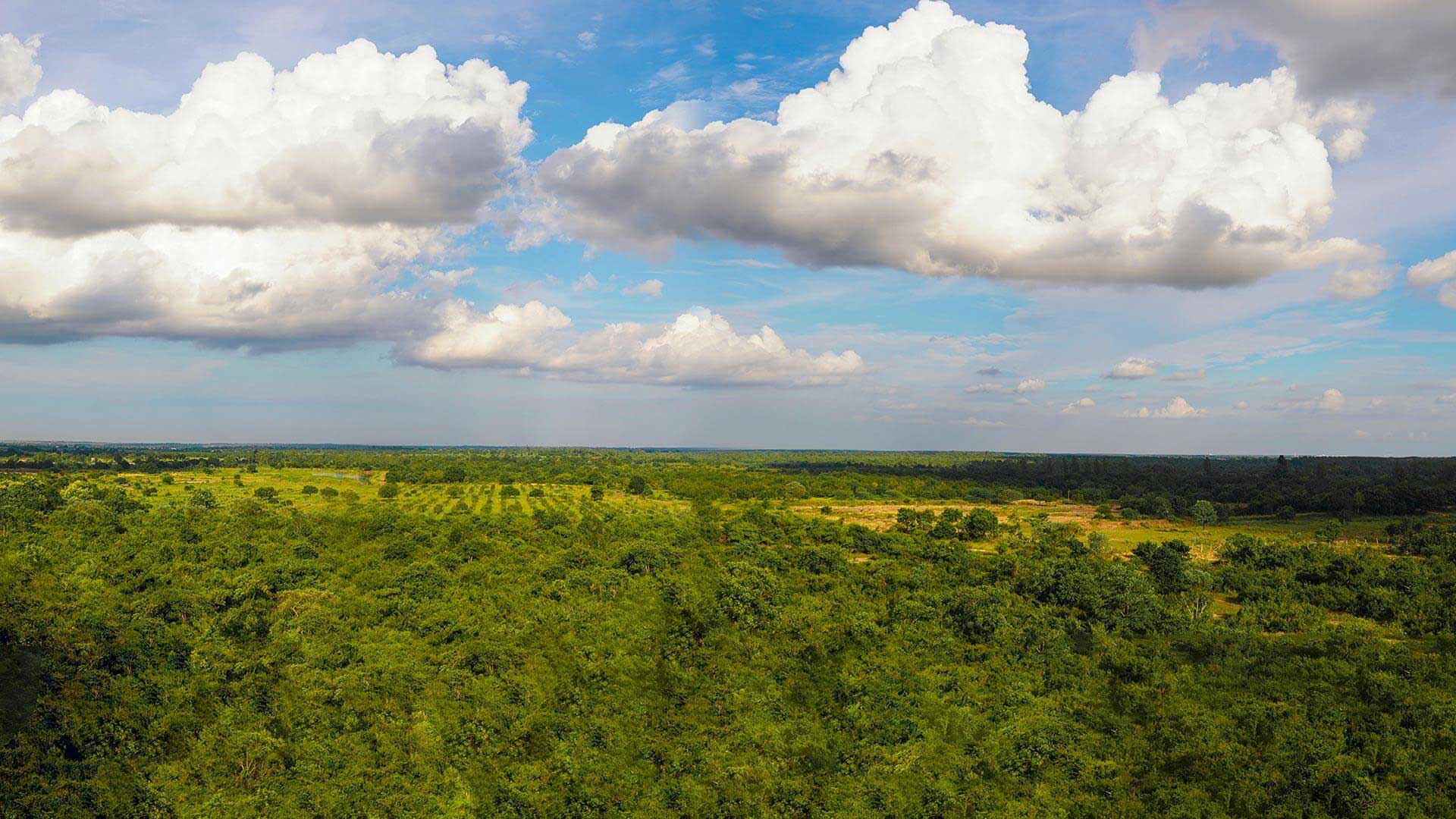 エーカムのプロジェクト：森林プロジェクトのイメージ