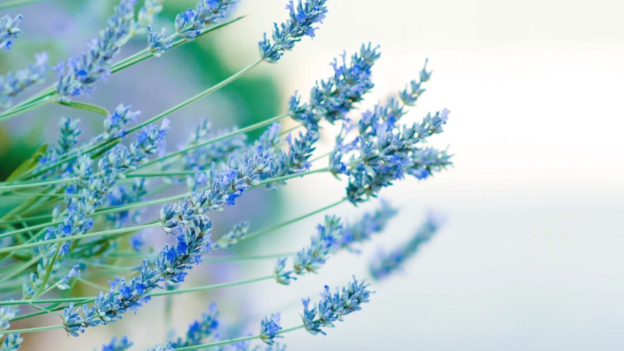 🌹あなたは癒やされ調和・健康に移行する✨✨✨